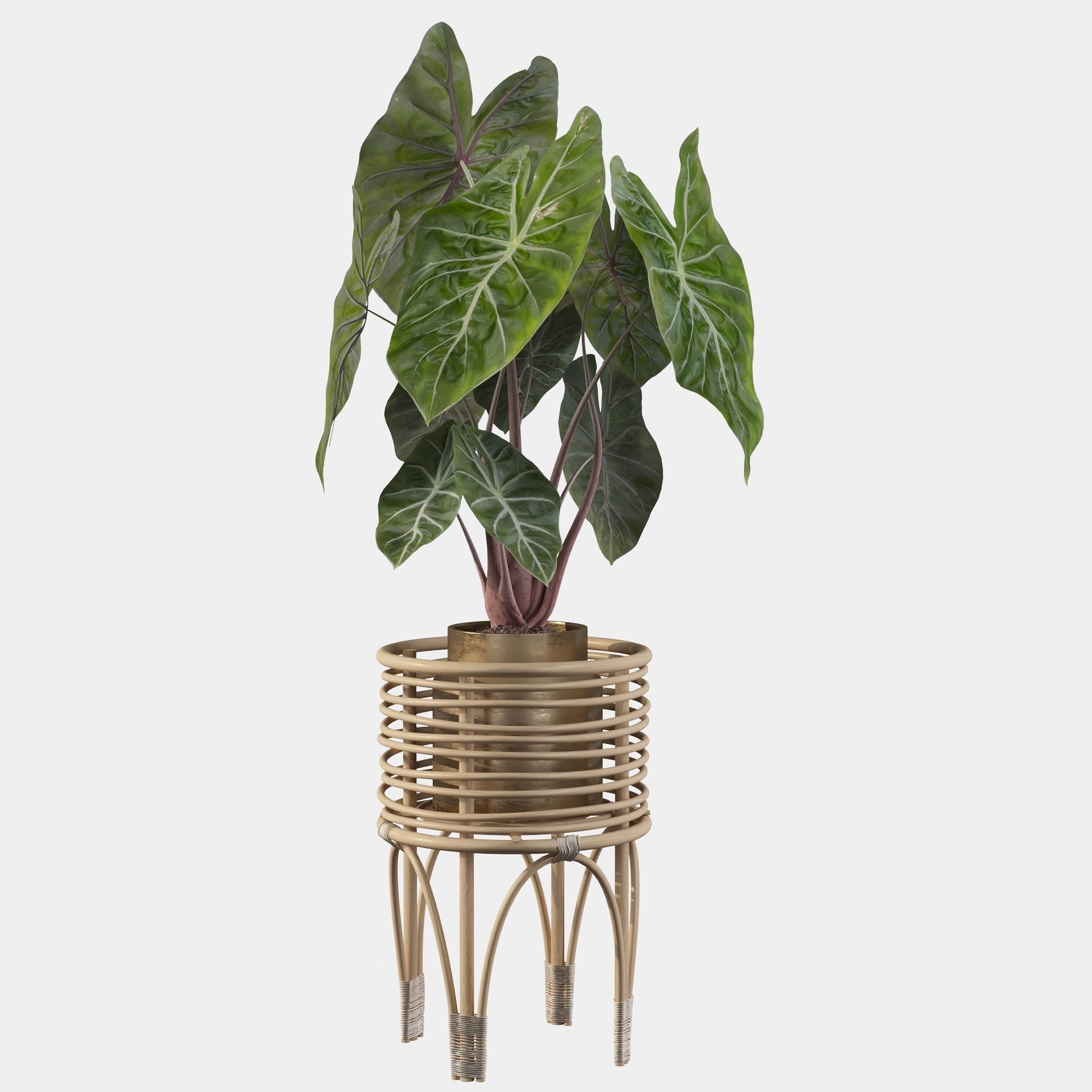 alocasia pink dragon 3D model_29