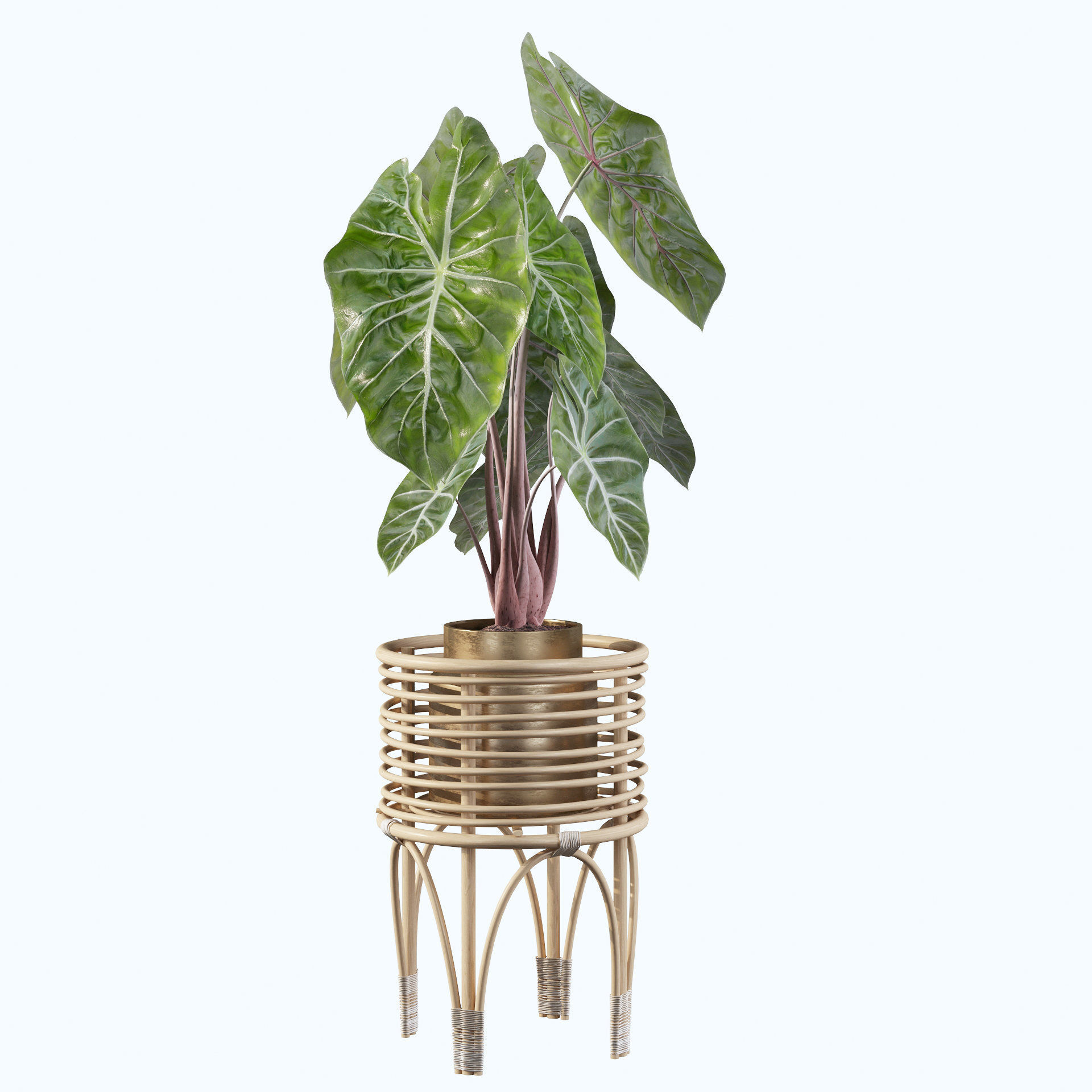 alocasia pink dragon 3D model_22