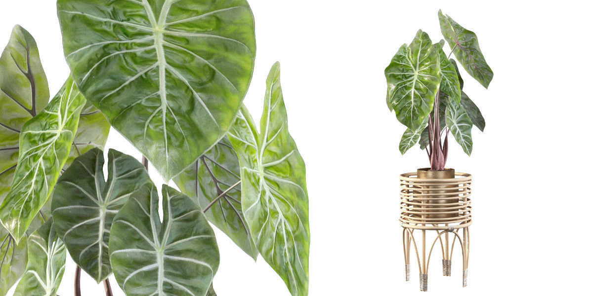 alocasia pink dragon 3D model_15