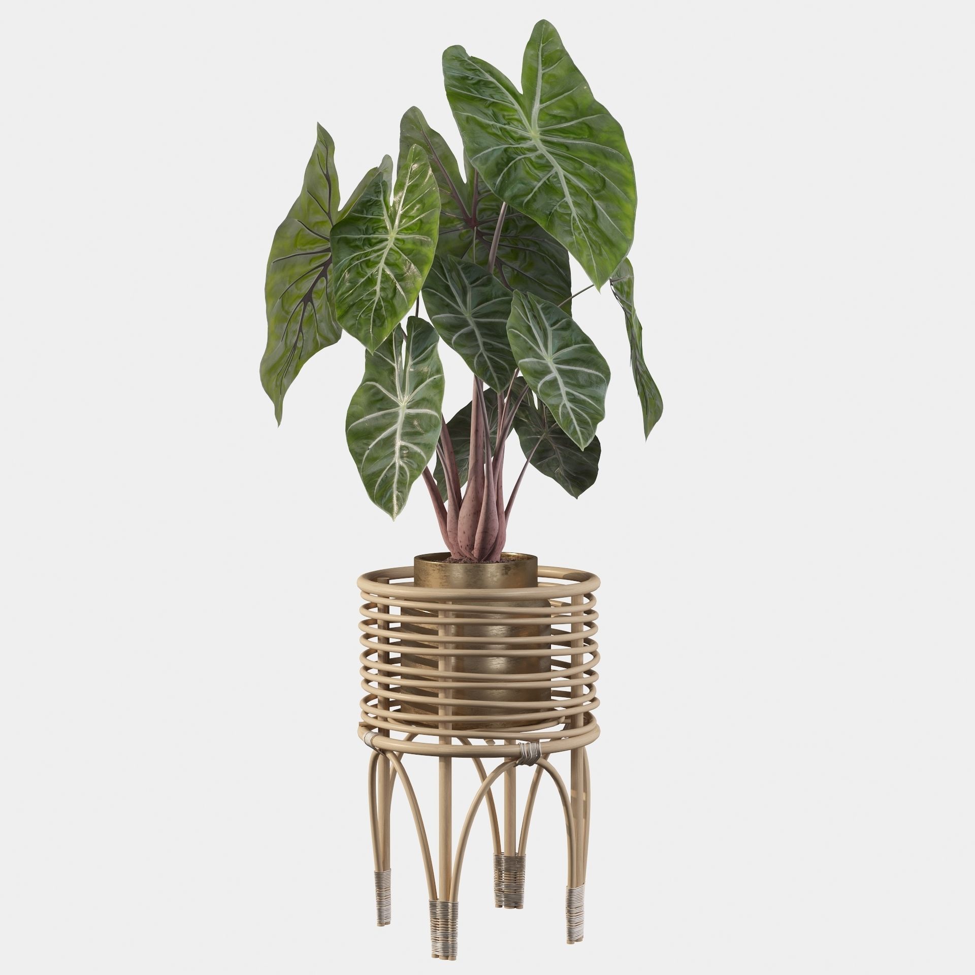 alocasia pink dragon 3D model_24