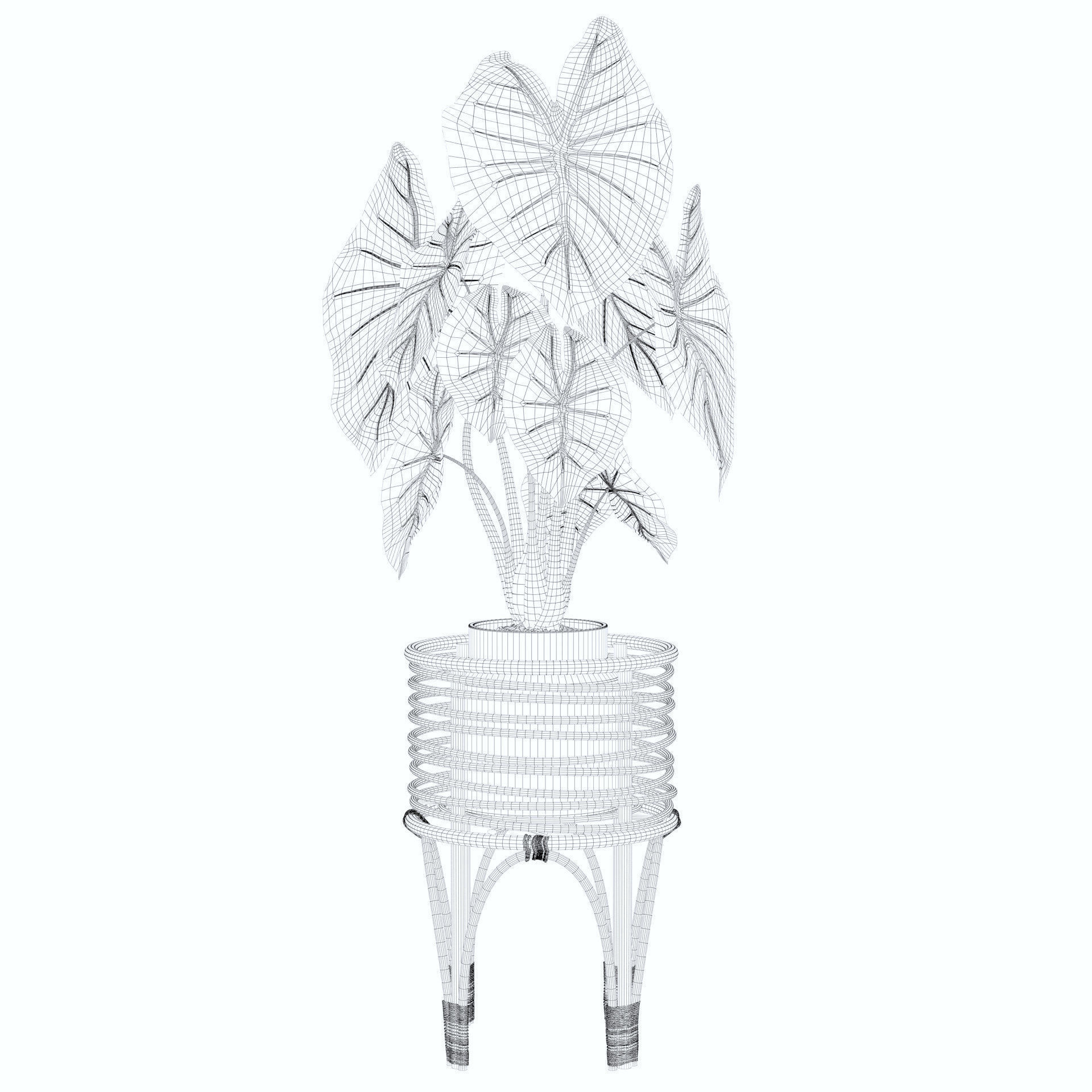 alocasia pink dragon 3D model_25