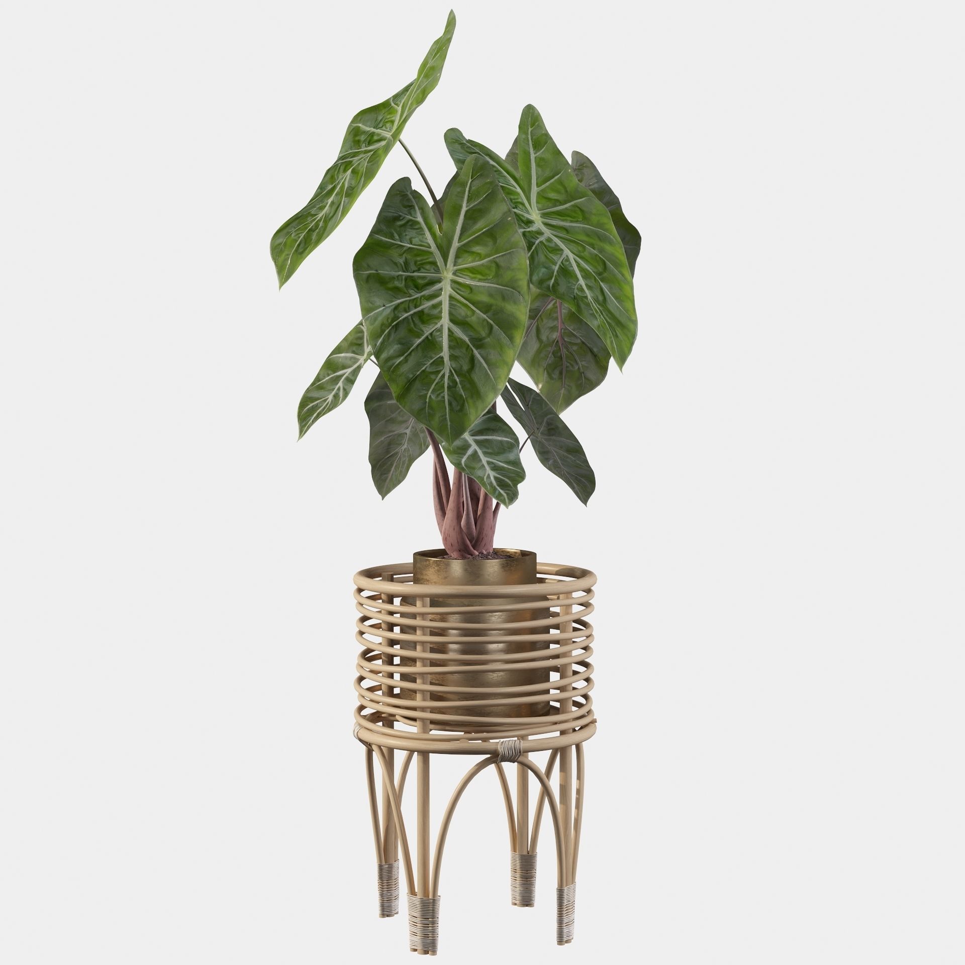 alocasia pink dragon 3D model_37