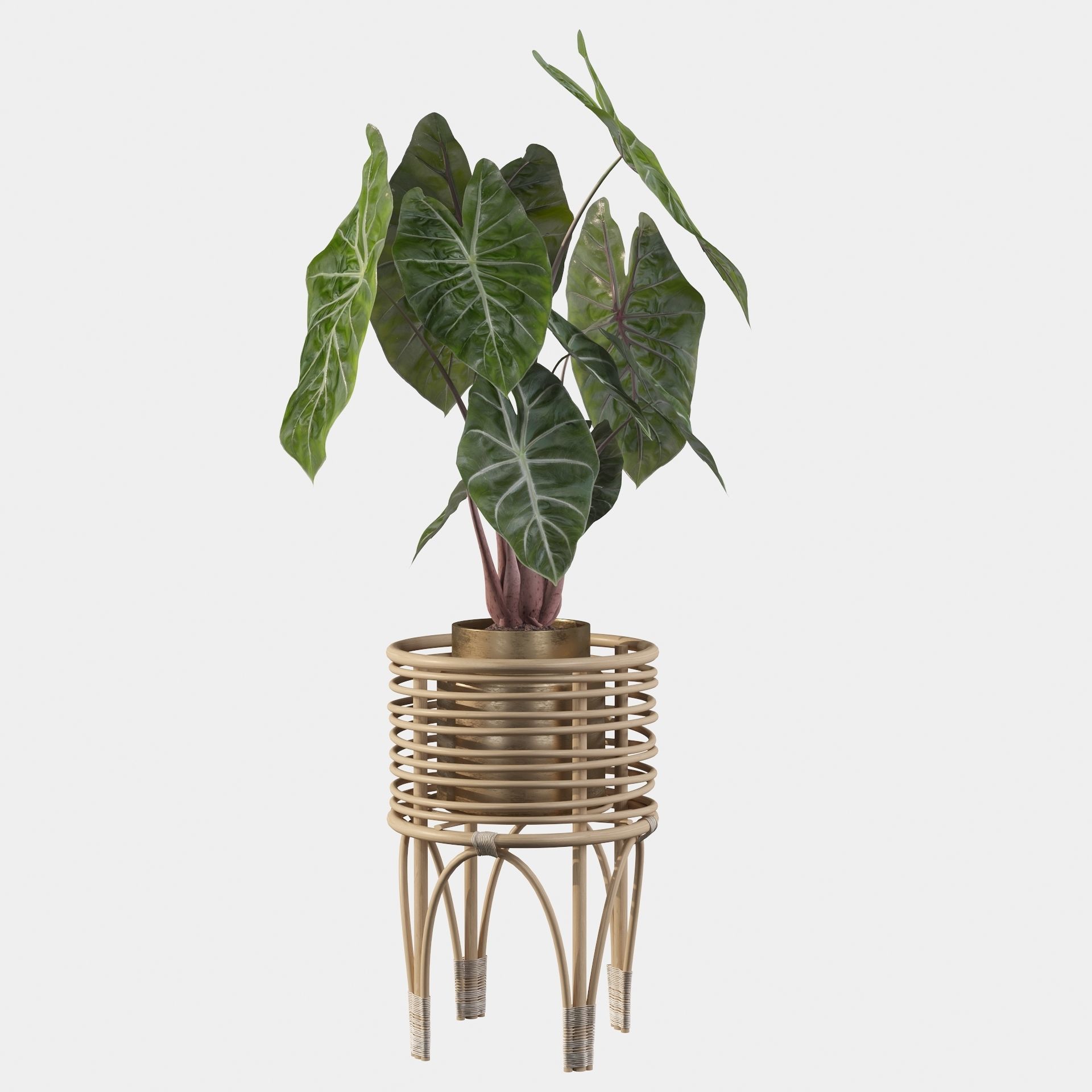 alocasia pink dragon 3D model_21