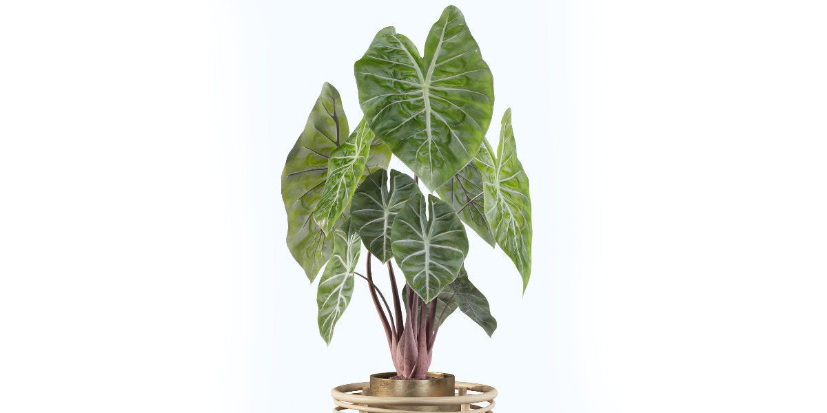 alocasia pink dragon 3D model_17