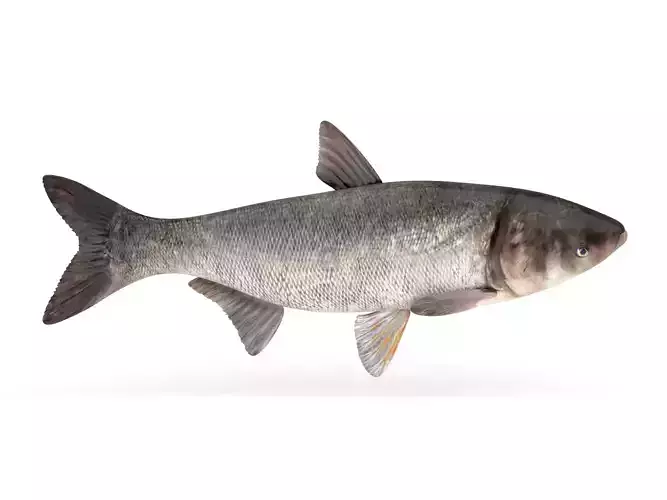 Silver Carp Fish