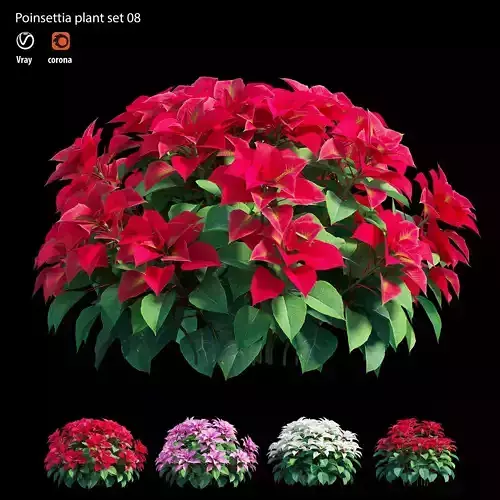 Poinsettia plant 08