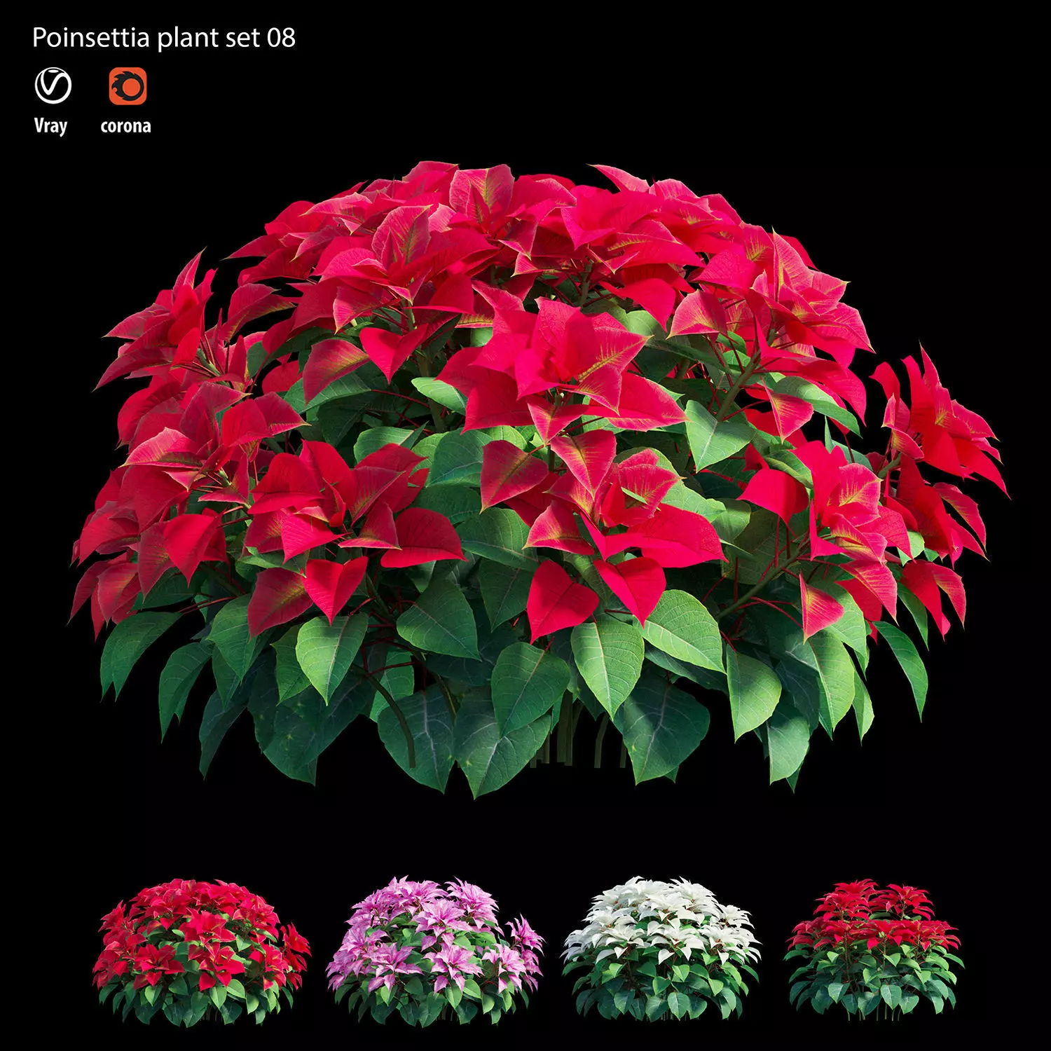 Poinsettia plant 08 3D model