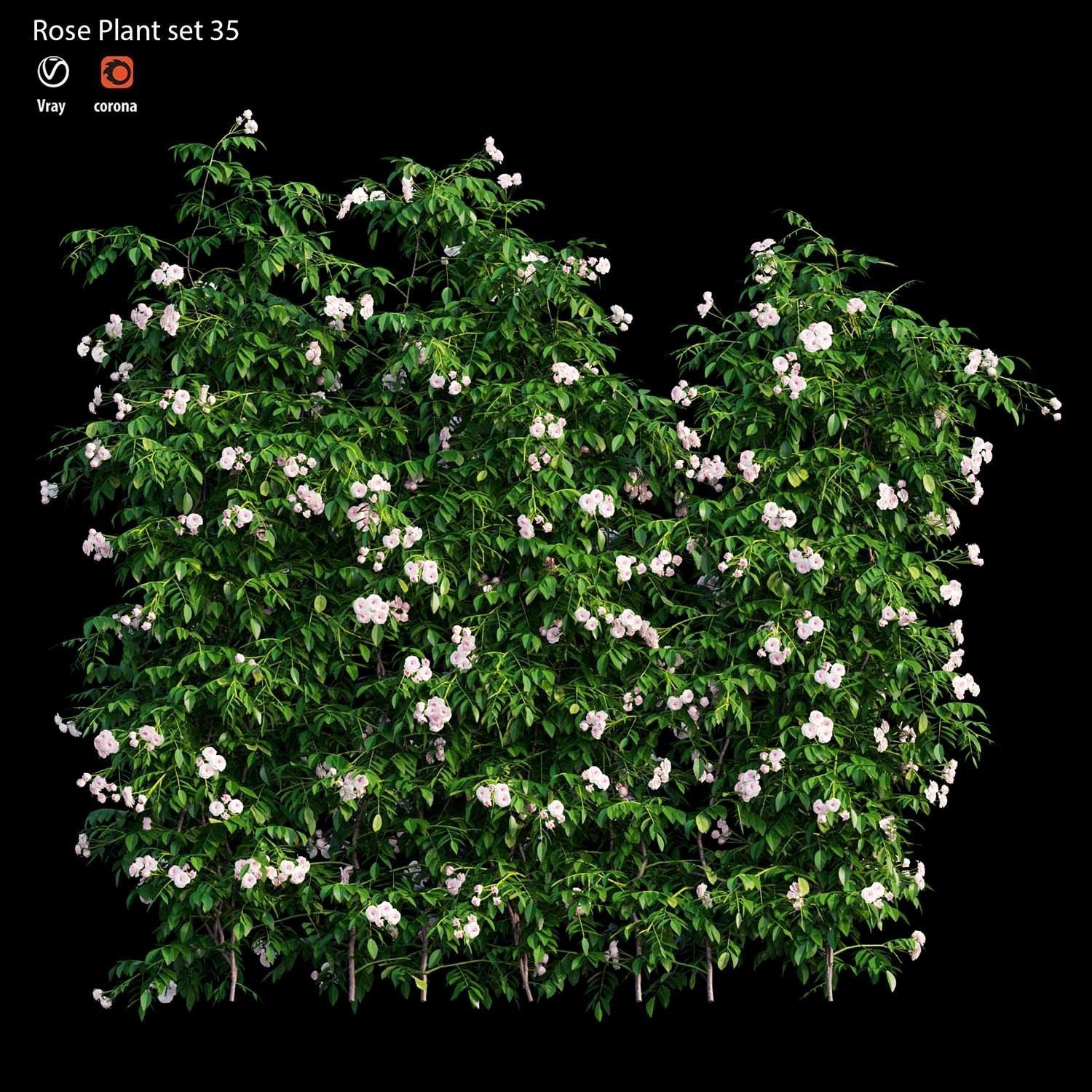 Rose plant set 35 3D model_3