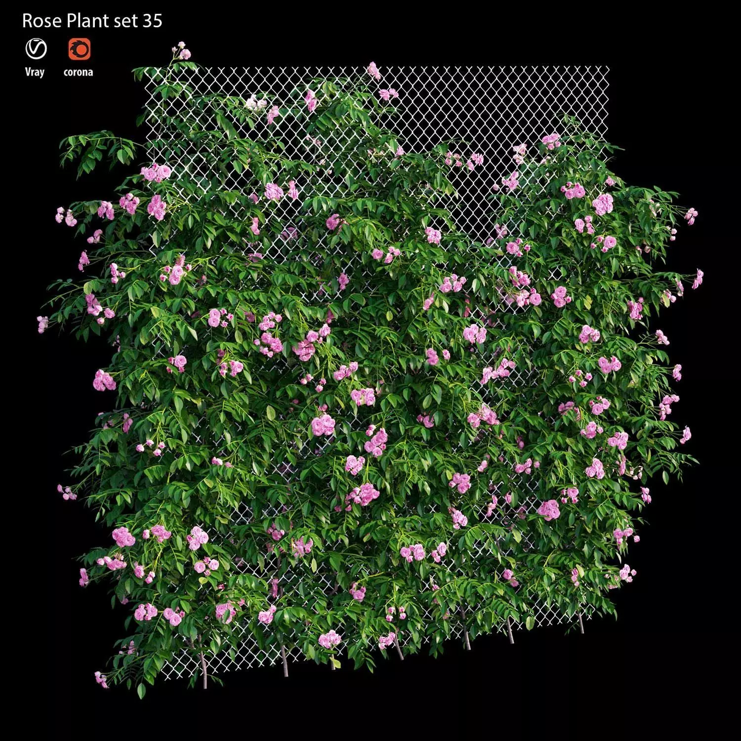 Rose plant set 35 3D model_0