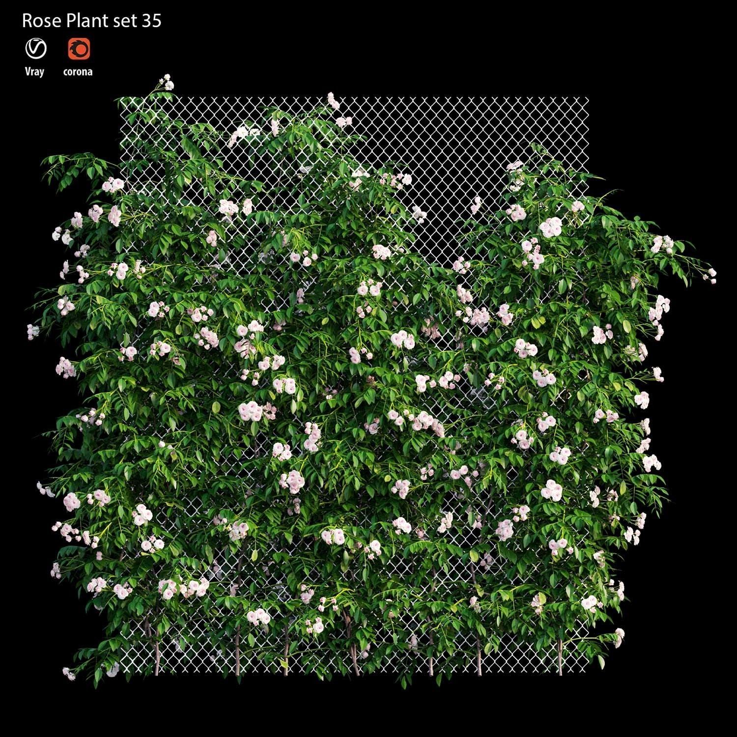 Rose plant set 35 3D model_2