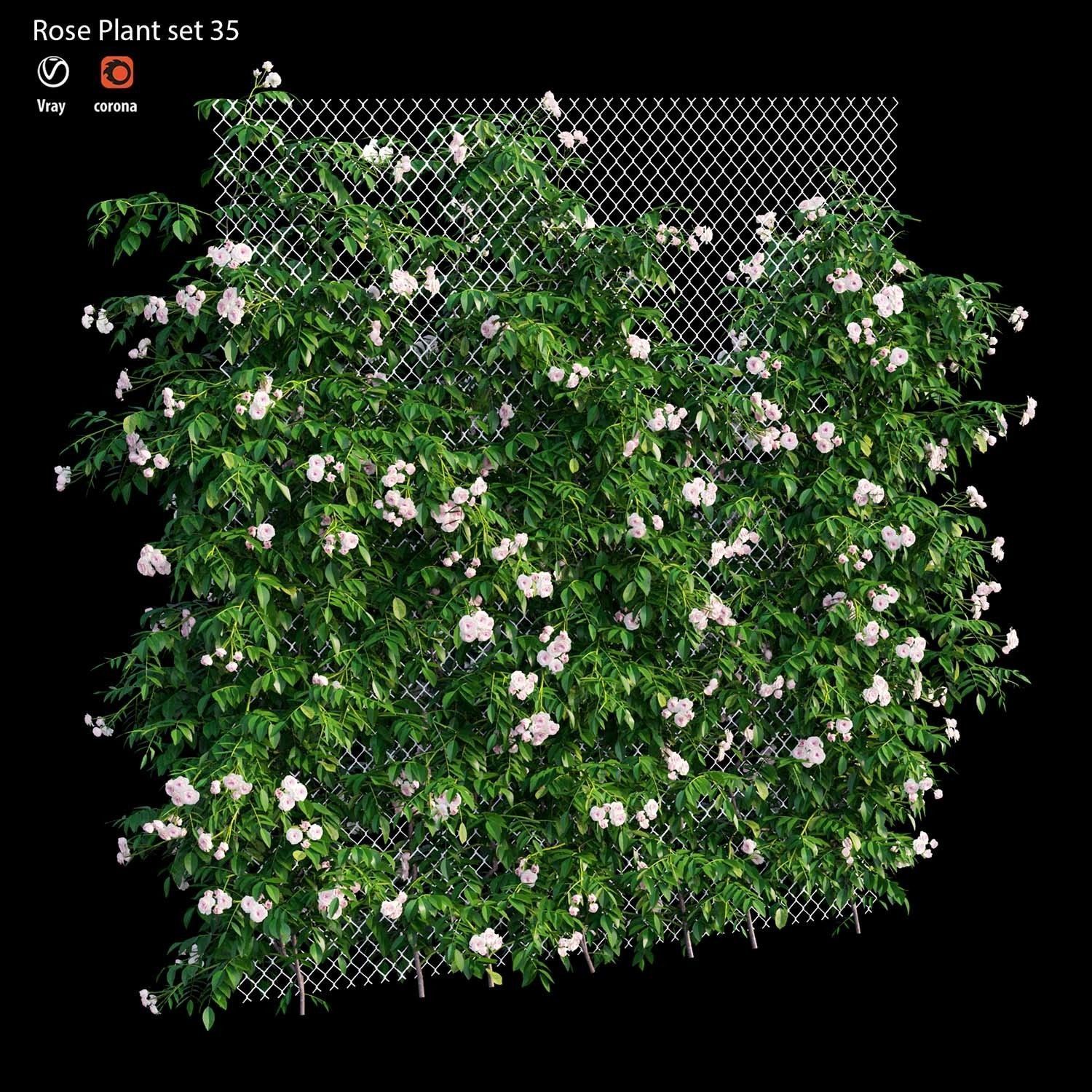 Rose plant set 35 3D model_1