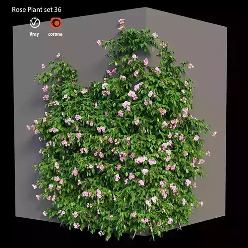 Rose plant set 36 3D model