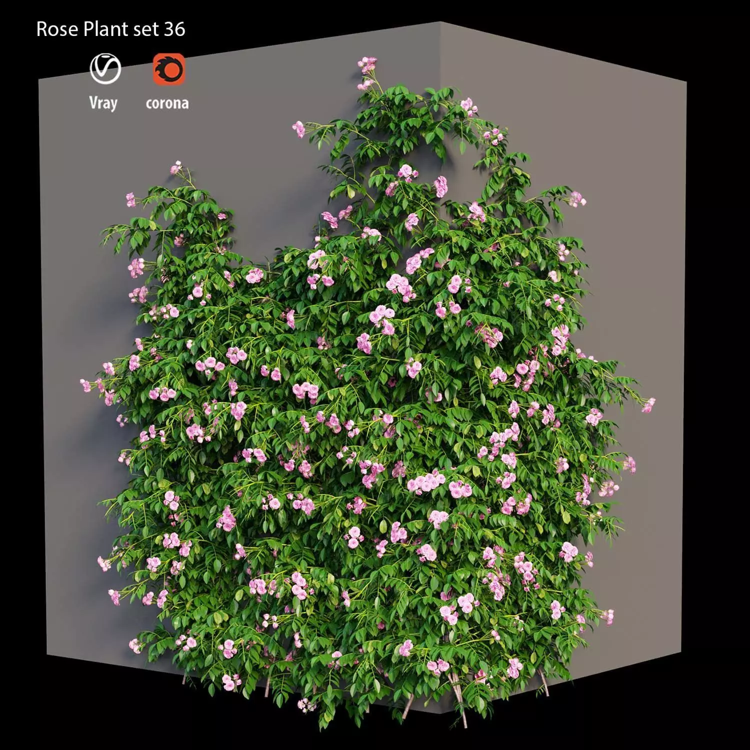 Rose plant set 36 3D model