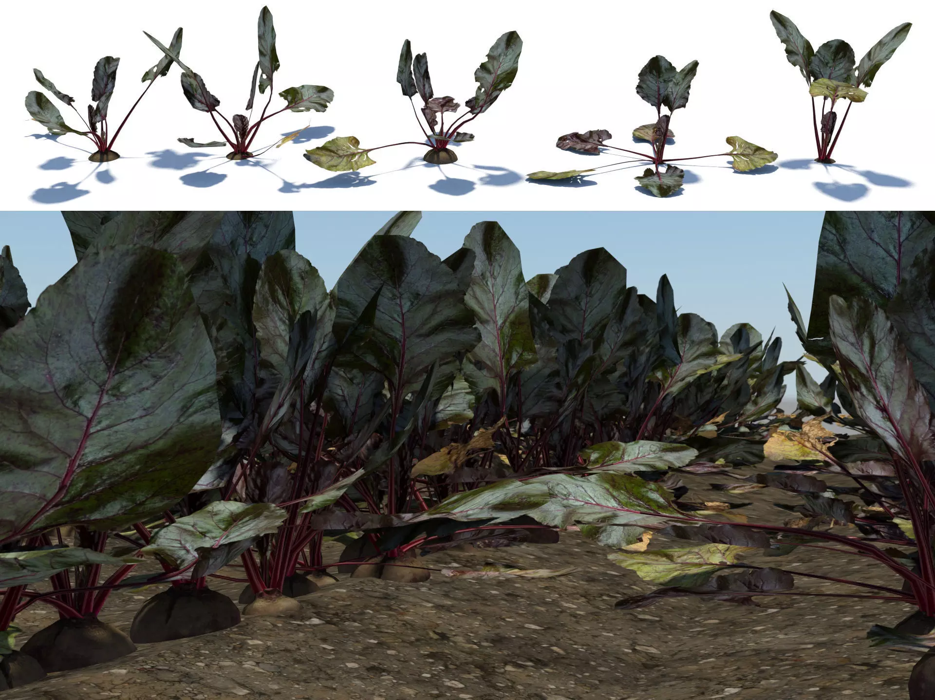 Beet vegetable crop plant Low-poly 3D model