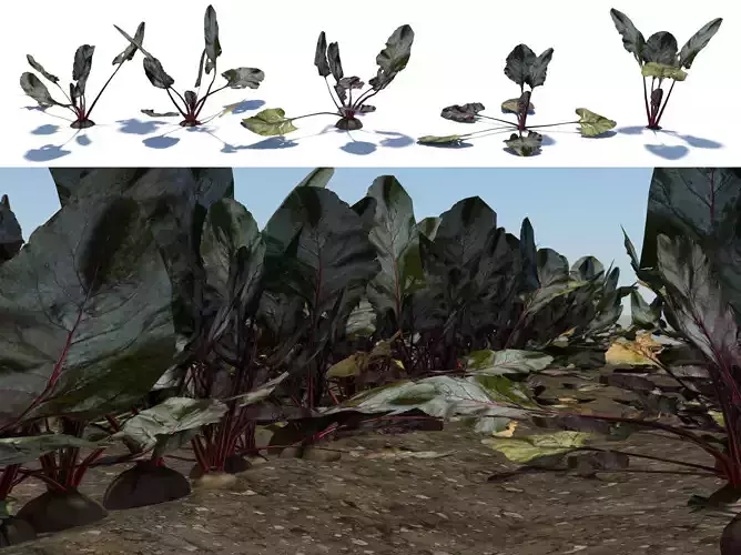 Beet vegetable crop plant Low-poly 3D model