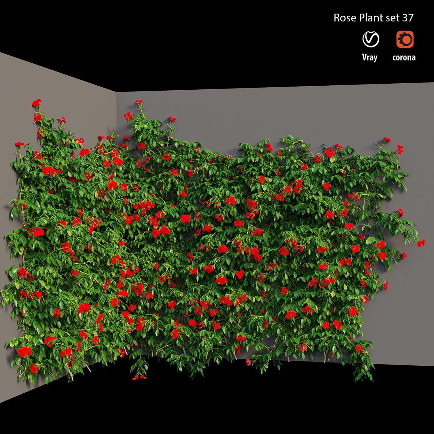 Rose plant set 37 3D model_3