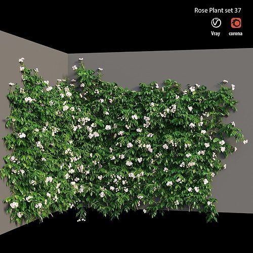 Rose plant set 37 3D model