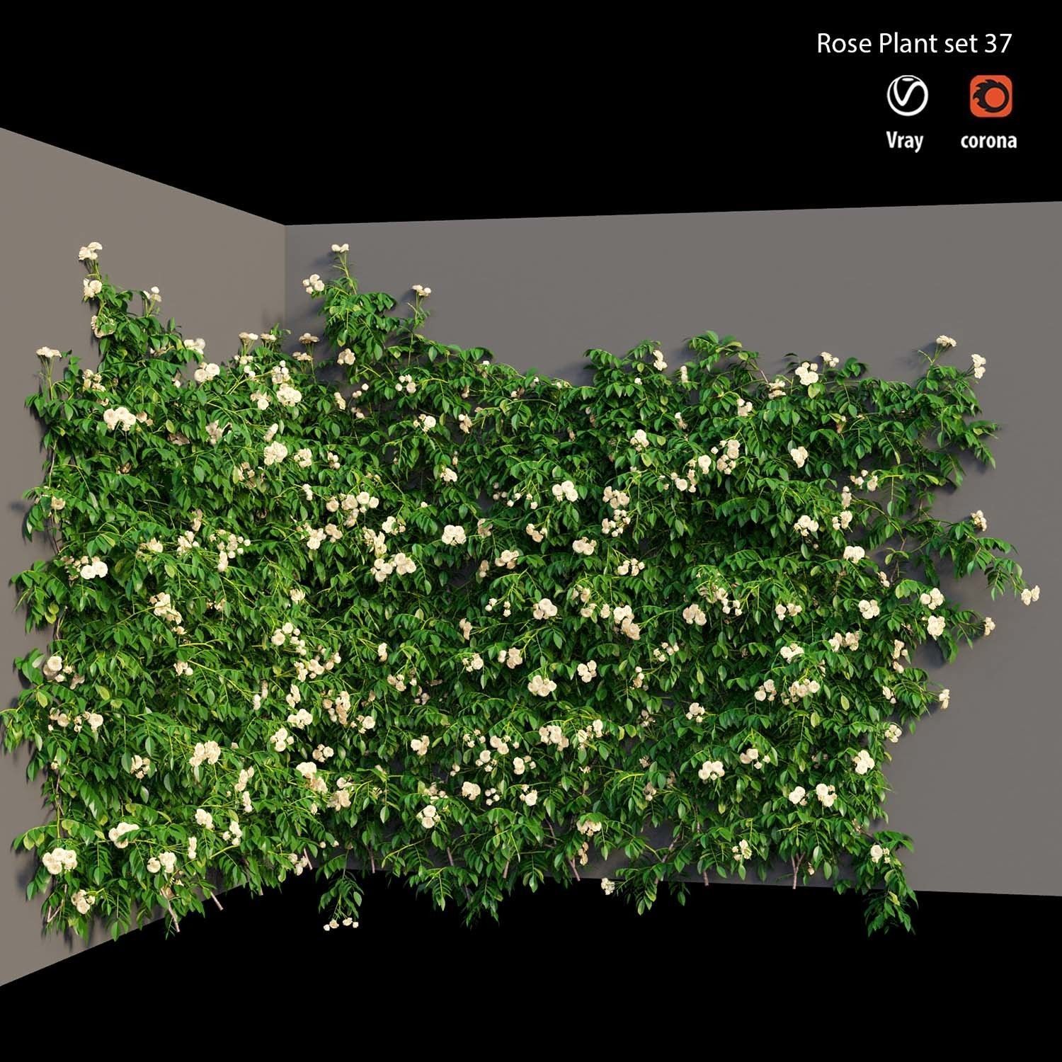 Rose plant set 37 3D model_4