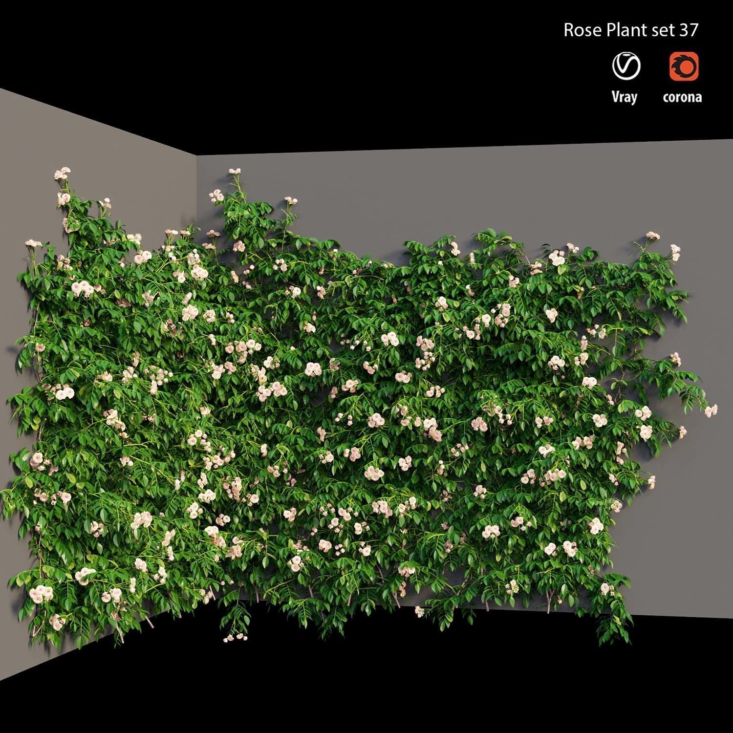 Rose plant set 37 3D model_2