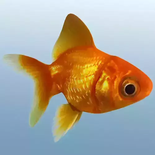Golden Fish 3D model