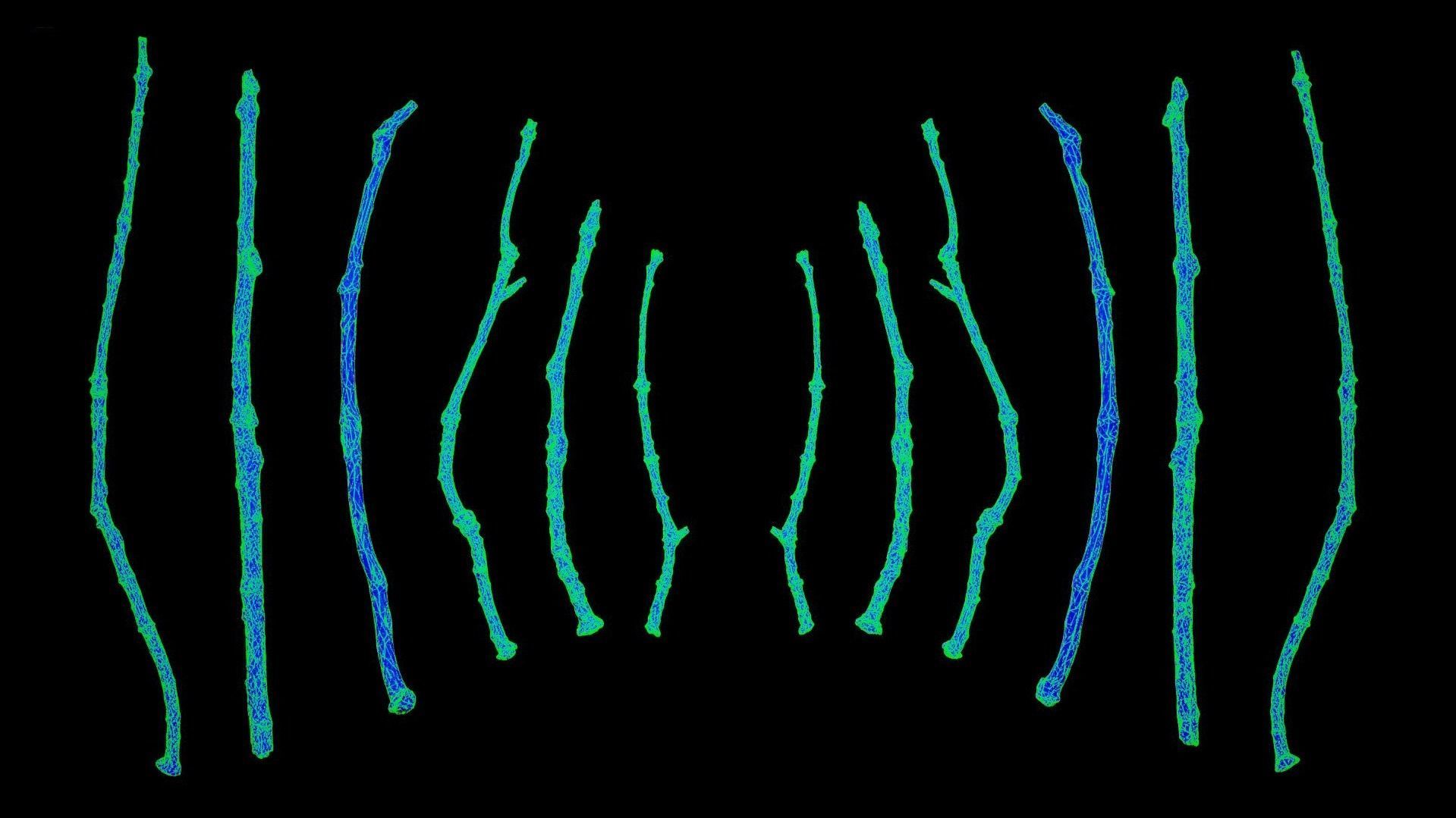 Oak Branches 4K Photoscanned Low-poly 3D model_11