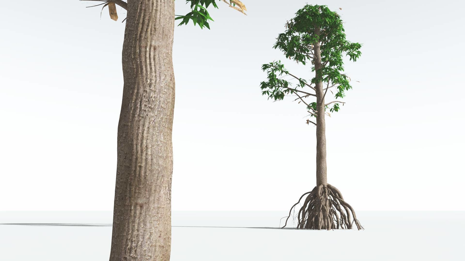 EVERYPlant Common Cordaites 05 --15 Models--