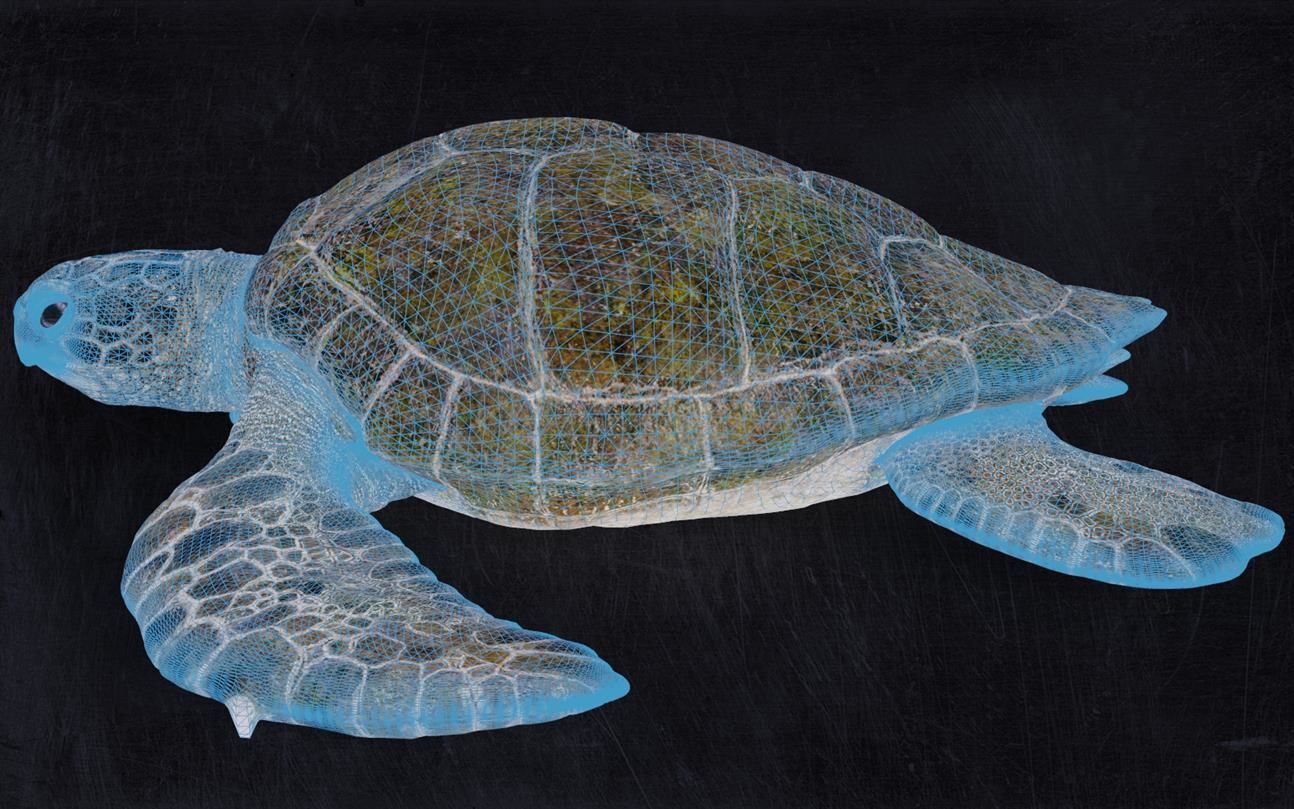 Realistic Turtle high res 3D model_3