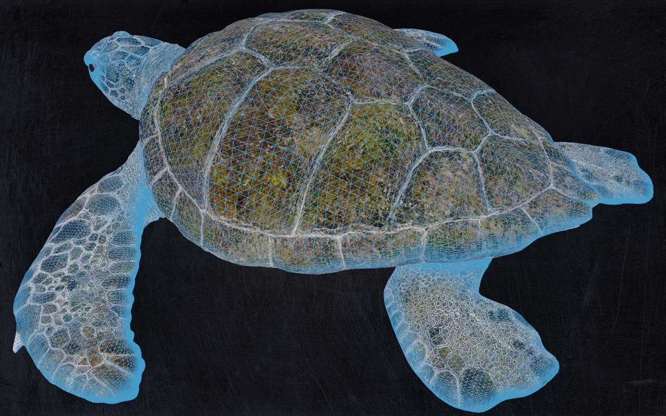 Realistic Turtle high res 3D model_5