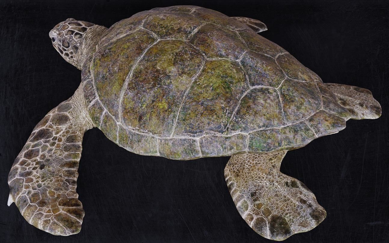 Realistic Turtle high res 3D model_4
