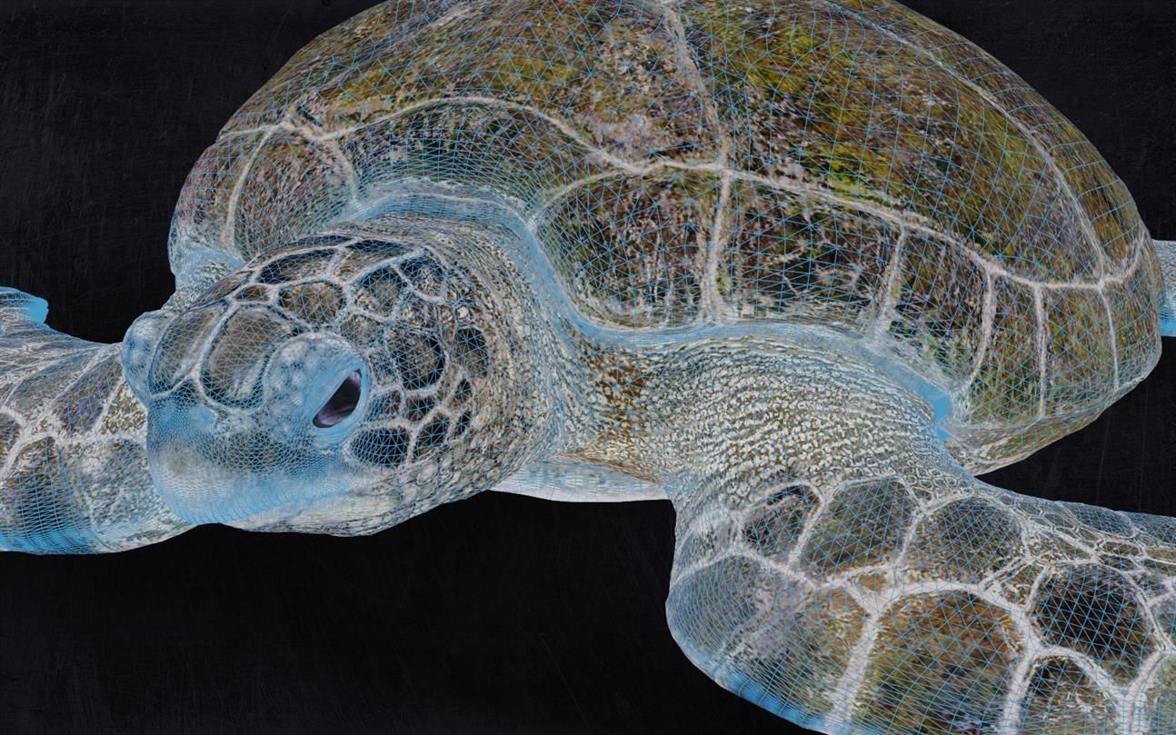 Realistic Turtle high res 3D model_7