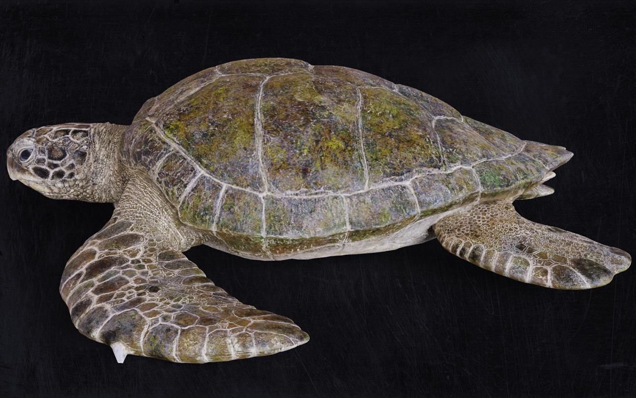 Realistic Turtle high res 3D model_2