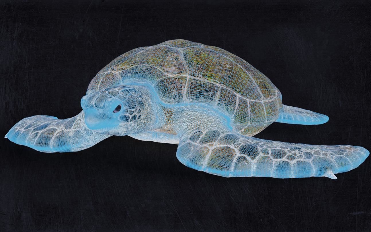 Realistic Turtle high res 3D model_1