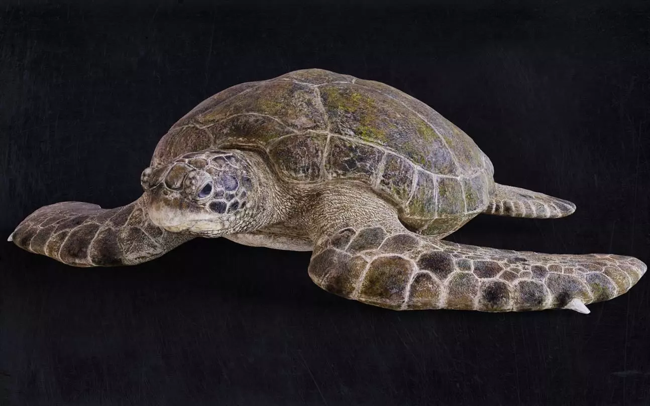 Realistic Turtle high res 3D model_0