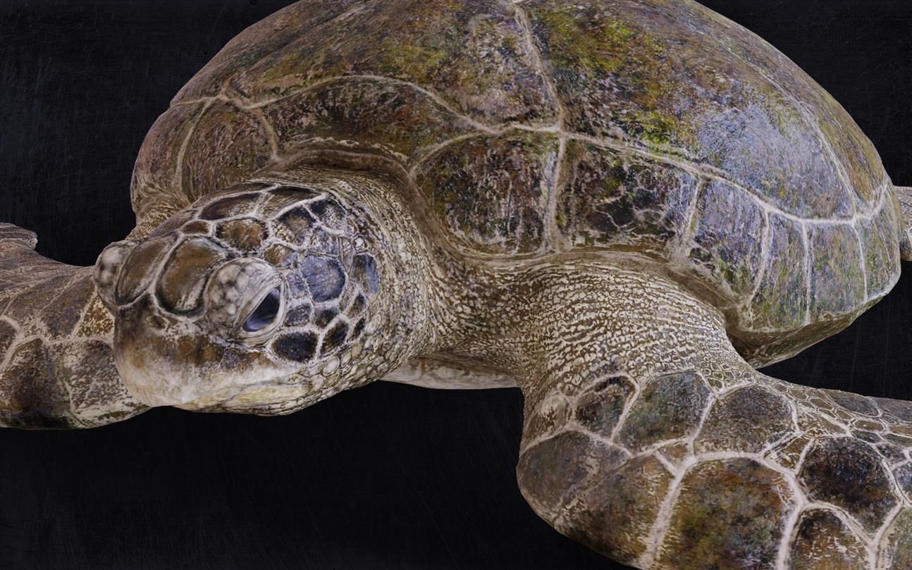 Realistic Turtle high res 3D model_6
