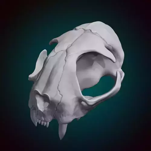 Cat Skull 3D model