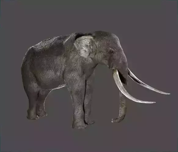 Elephant with long tusks Low-poly 3D model