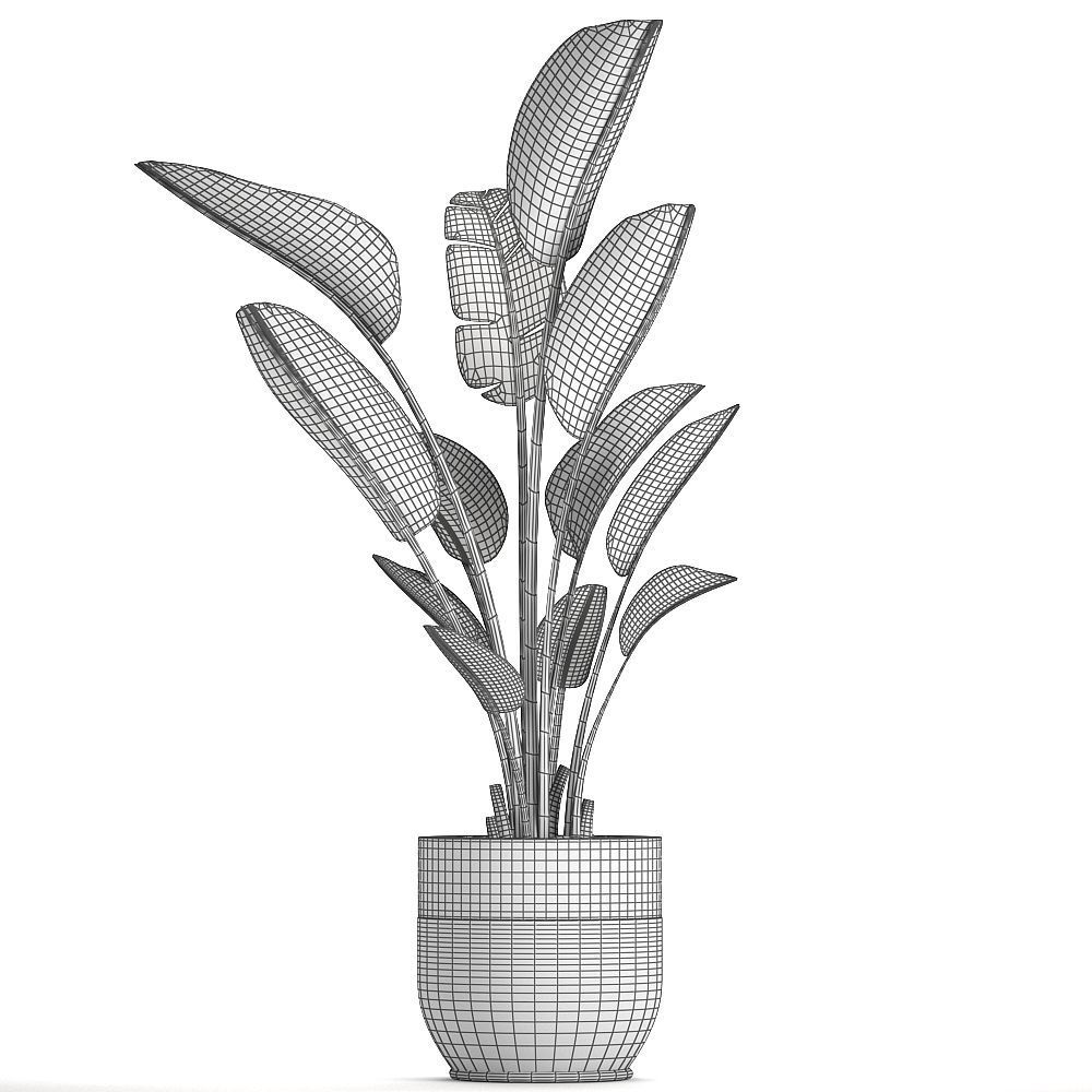 Strelitzia in a pot for the interior 723 3D model_5