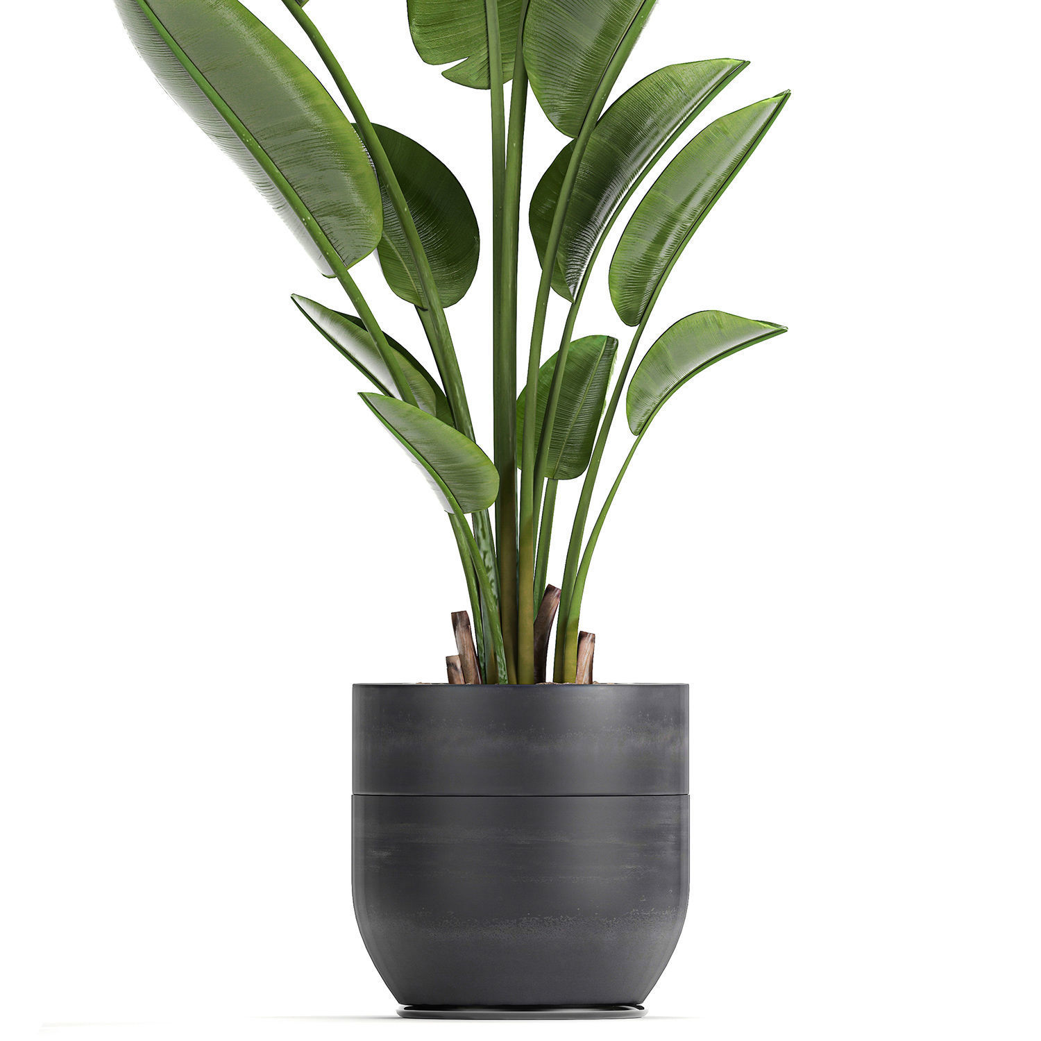 Strelitzia in a pot for the interior 723 3D model_3