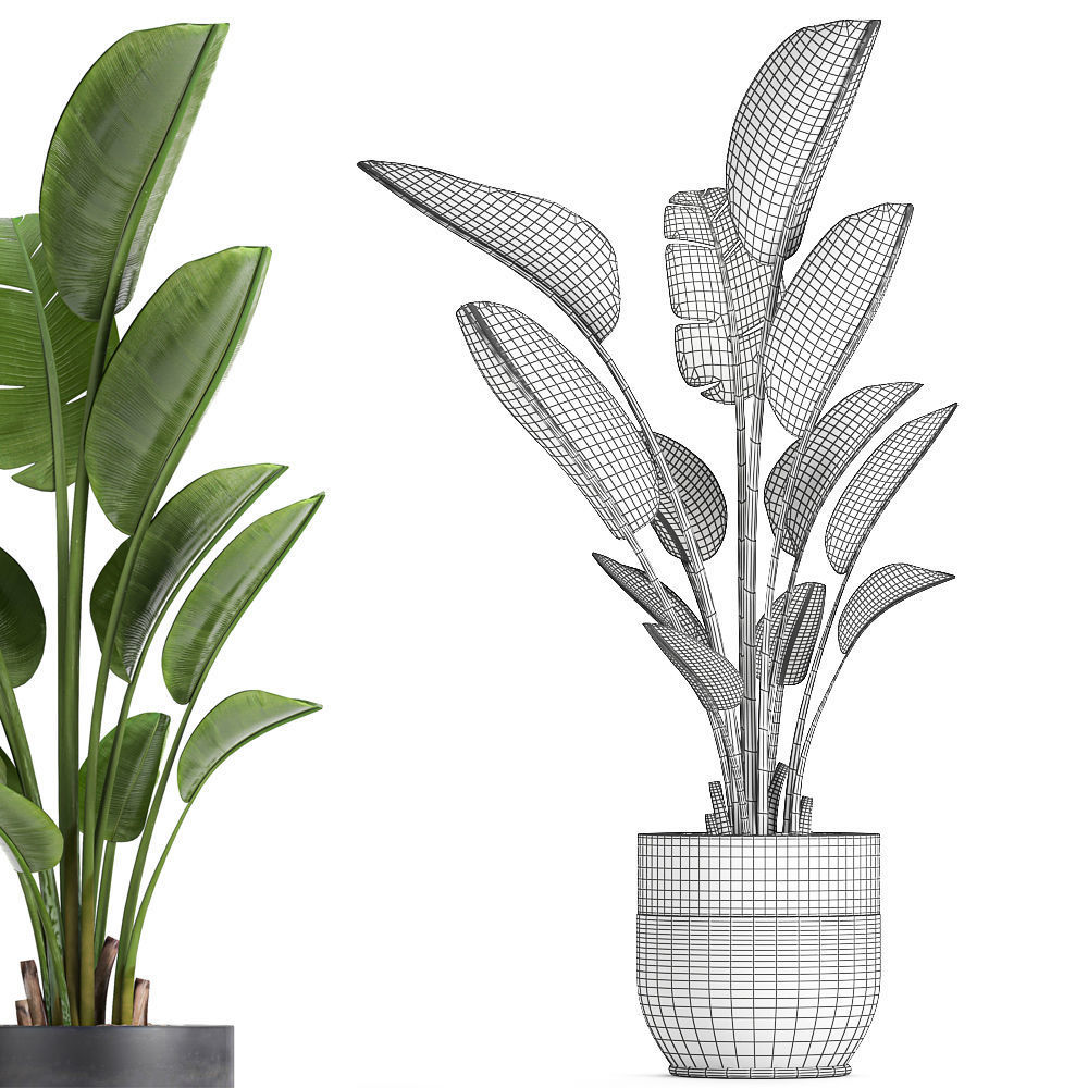 Strelitzia in a pot for the interior 723 3D model_4