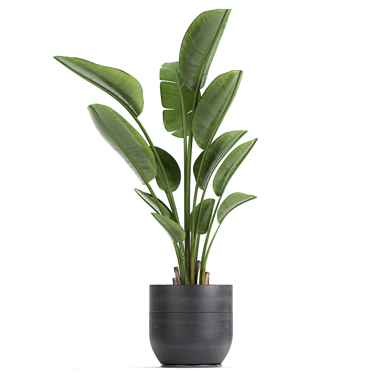Strelitzia in a pot for the interior 723 3D model_1