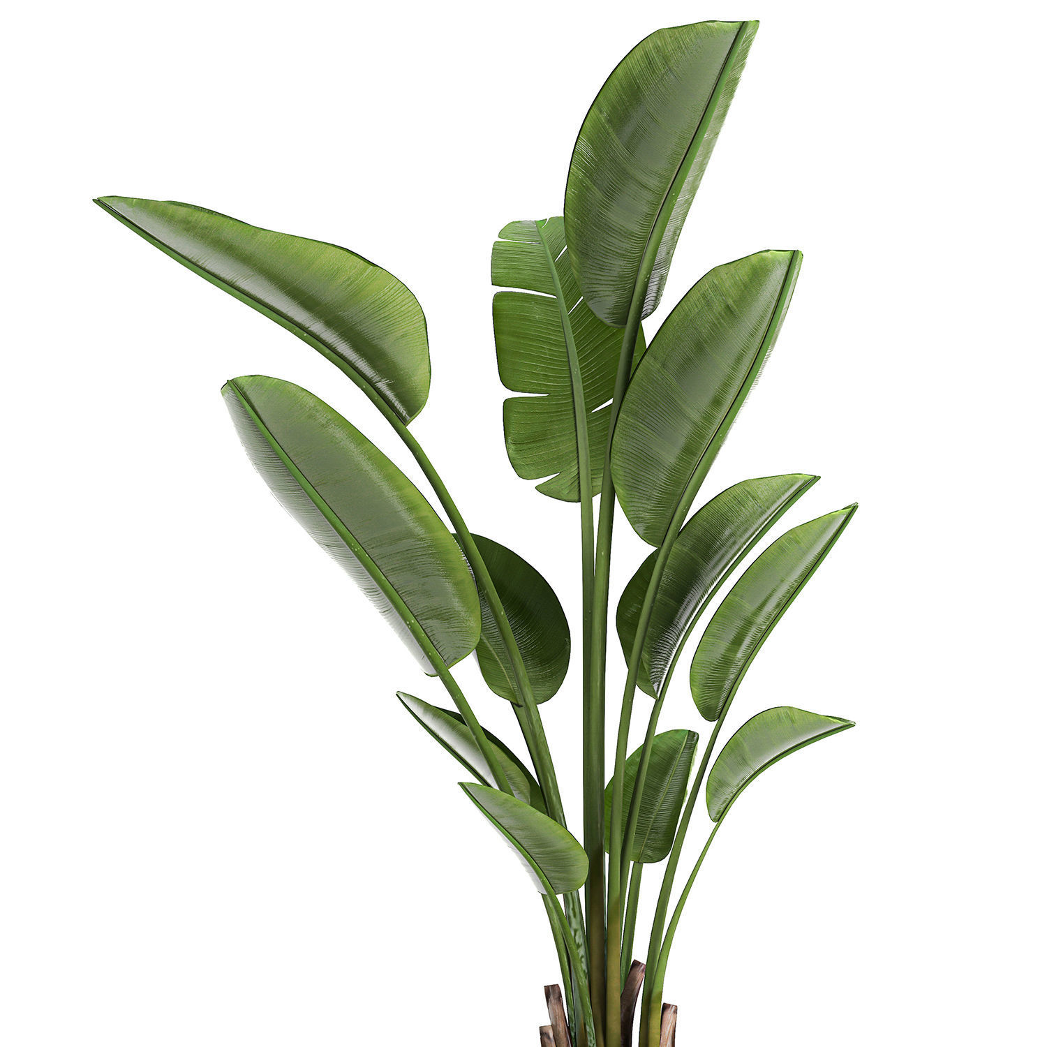Strelitzia in a pot for the interior 723 3D model_2