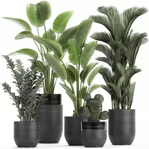 Houseplants in a pot for the interior 724 3D model