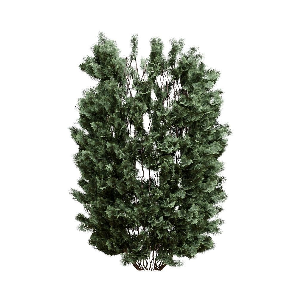 Thuja pack of 20 bushes 3d models Corona render 3D model_10