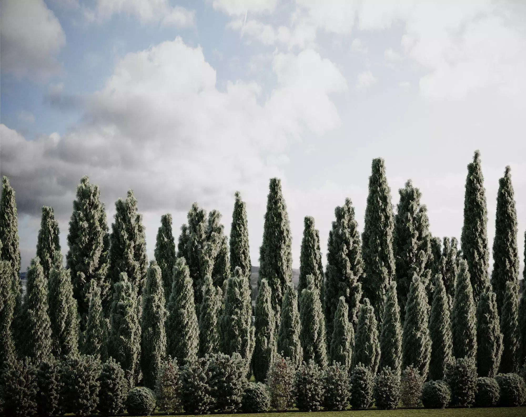 Thuja pack of 20 bushes 3d models Corona render 3D model_0