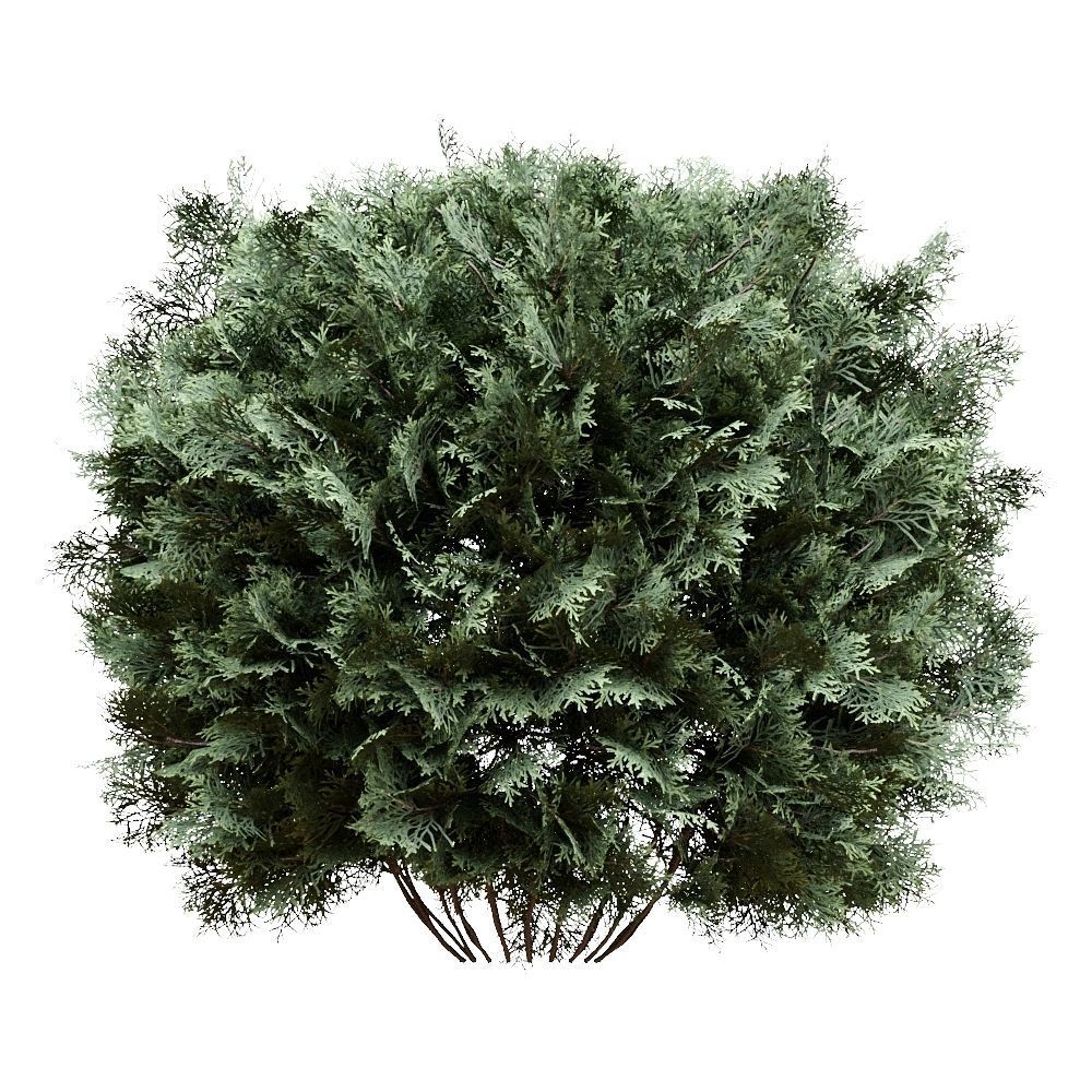 Thuja pack of 20 bushes 3d models Corona render 3D model_11