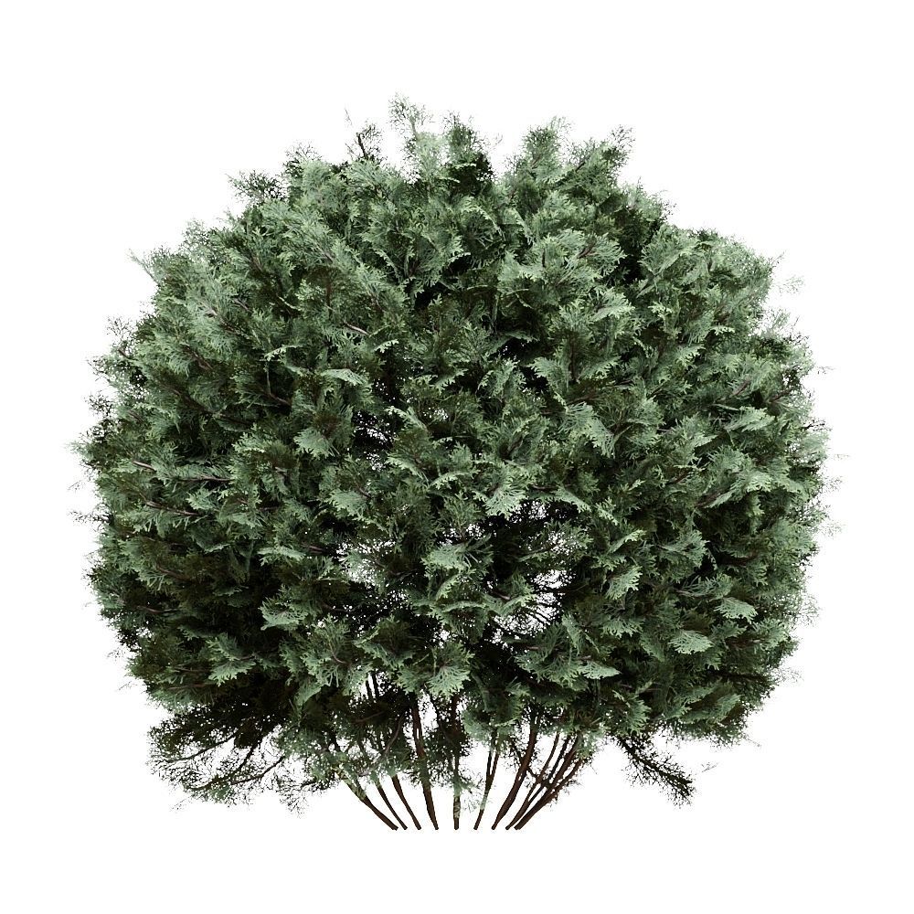 Thuja pack of 20 bushes 3d models Corona render 3D model_14