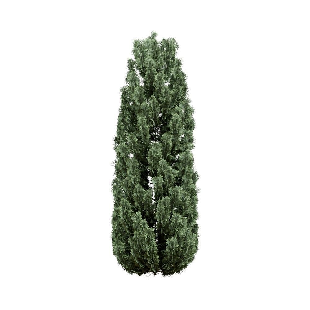 Thuja pack of 20 bushes 3d models Corona render 3D model_15