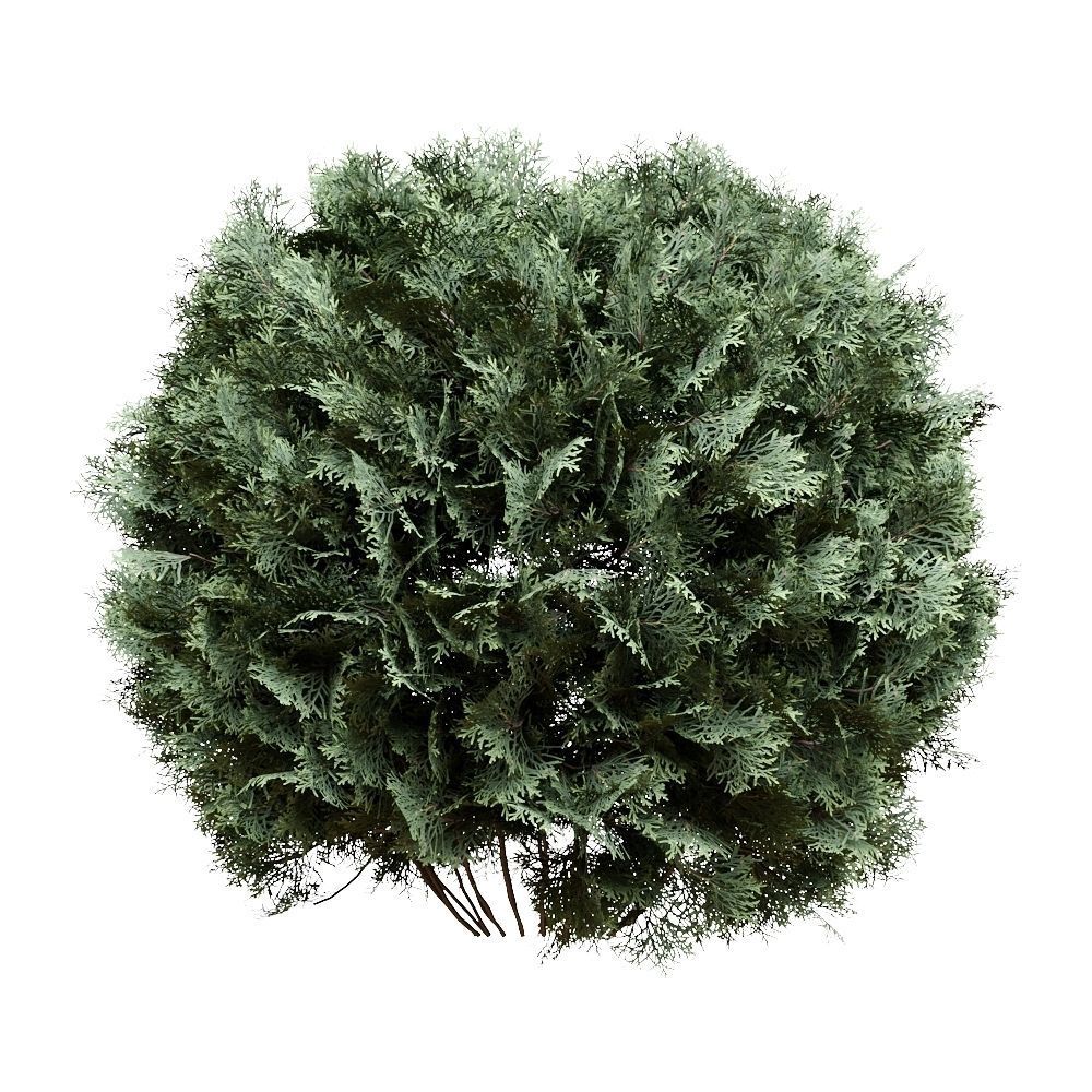 Thuja pack of 20 bushes 3d models Corona render 3D model_6