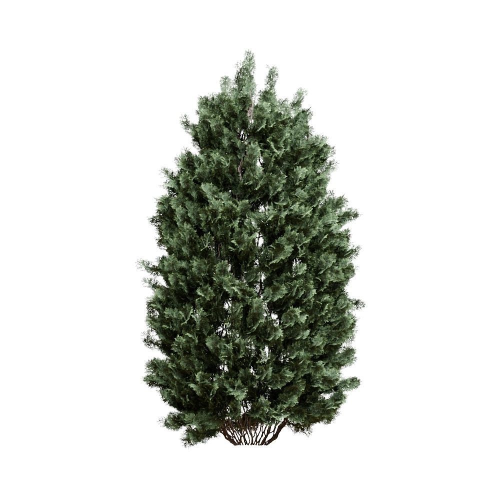 Thuja pack of 20 bushes 3d models Corona render 3D model_5