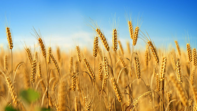3D plant collection vol01 Wheat Field 3D model